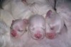 Sassy's 3 fur babies