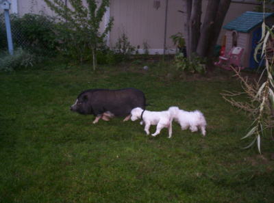 Eleanor Pigby, Flurry and Brie Anna
