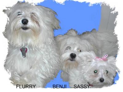 Flurry, Benji and Sassy