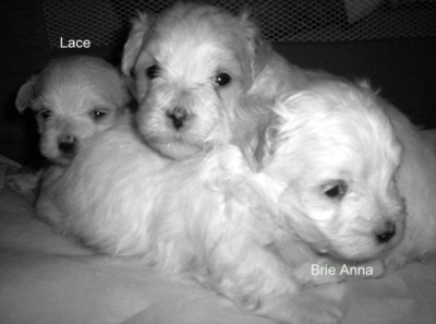 Lace, Puppy and Brie